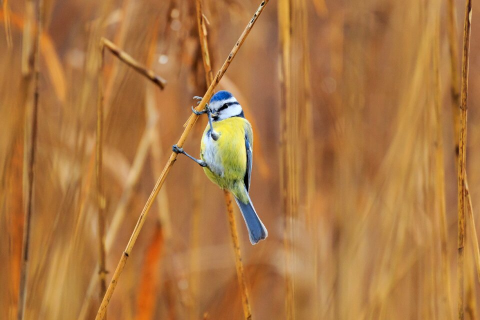 Songbird nature foraging
