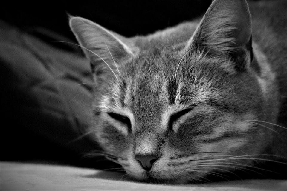 Muzzle cat malai domestic cat