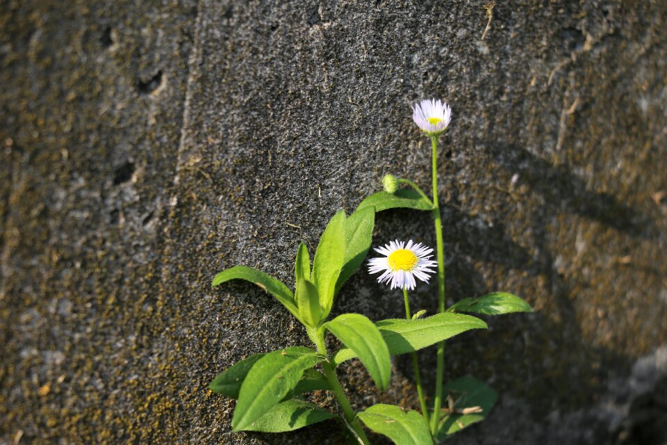 Blooming flora colorful