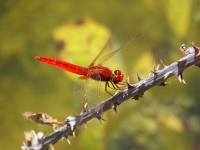 Blackberry thorns pond