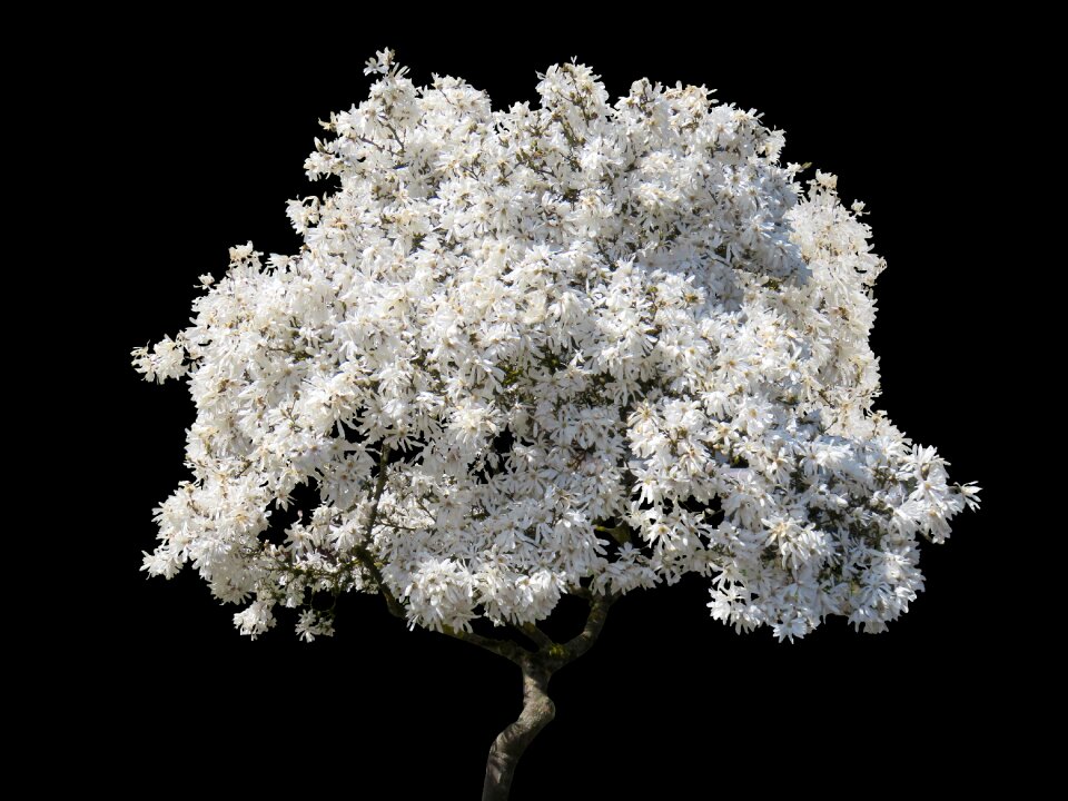 Blossom nature sky
