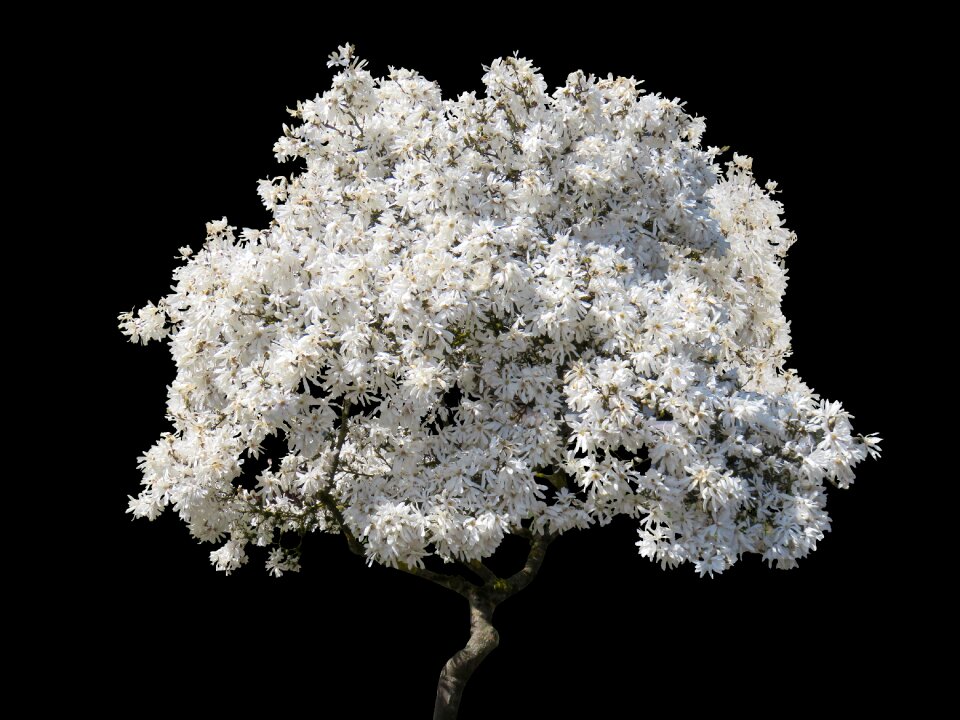 Blossom nature sky photo