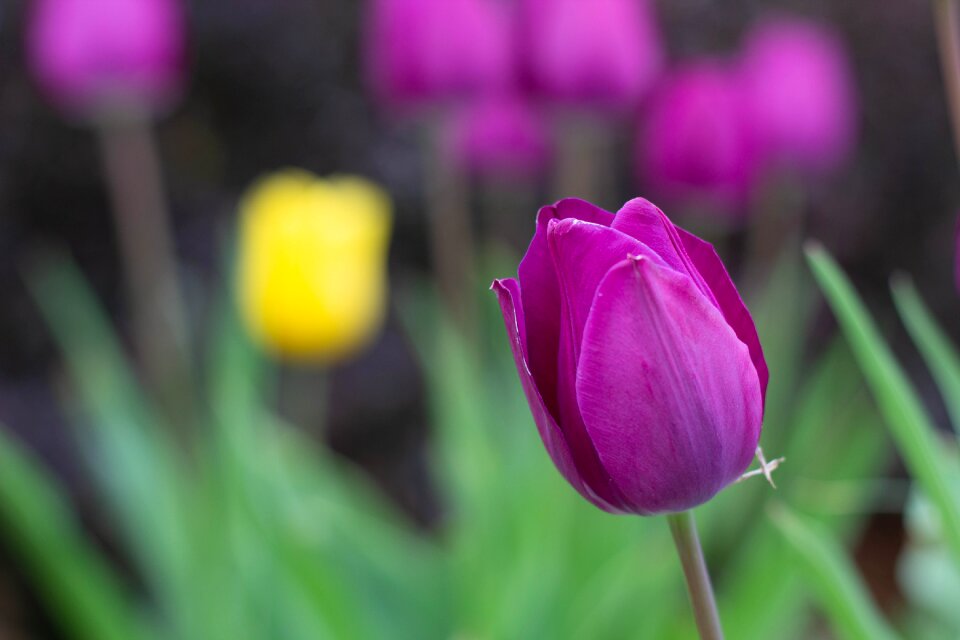 Nature yellow purple