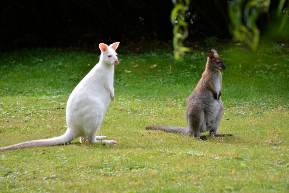 Albino animal world nature