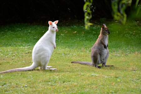 Albino animal world nature