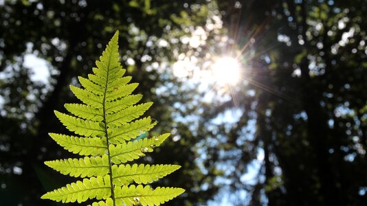 Fern remote blossom photo