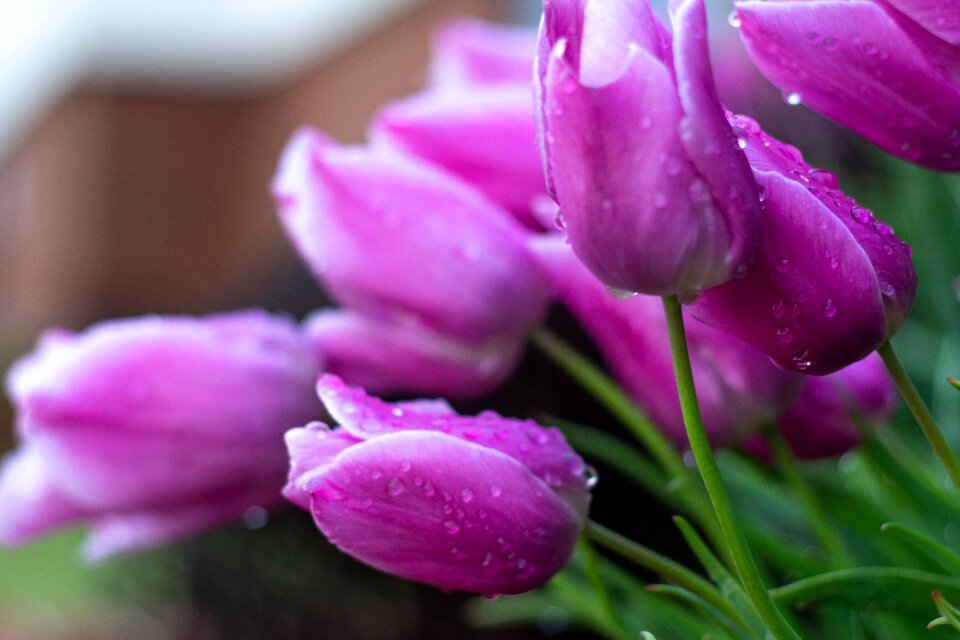 Garden purple greenery