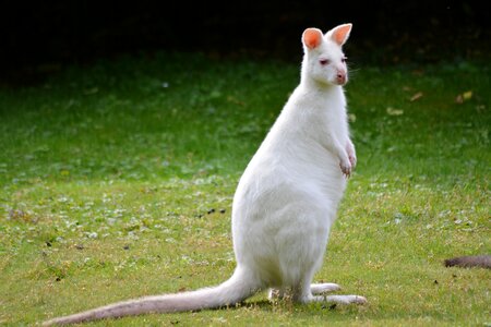 Animal world rarely nature