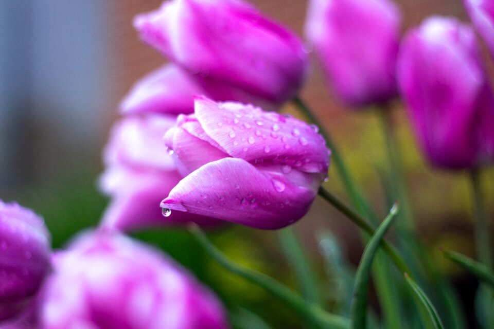 Nature rain drop