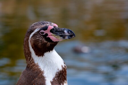 Zoo animal world close up photo