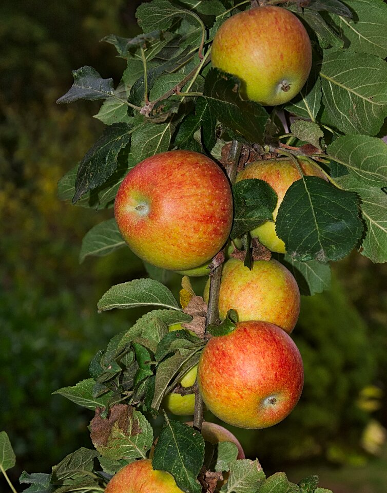 Kernobstgewaechs autumn delicious