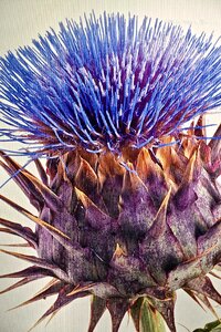 Blossom botanical nature
