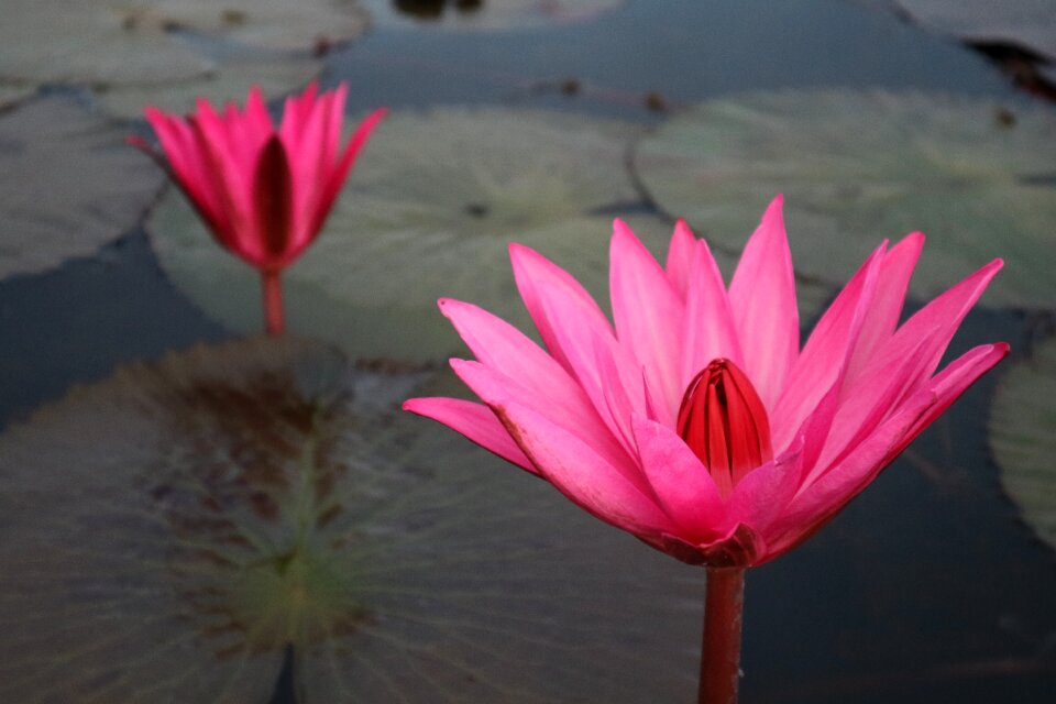 Lily pink gray lake