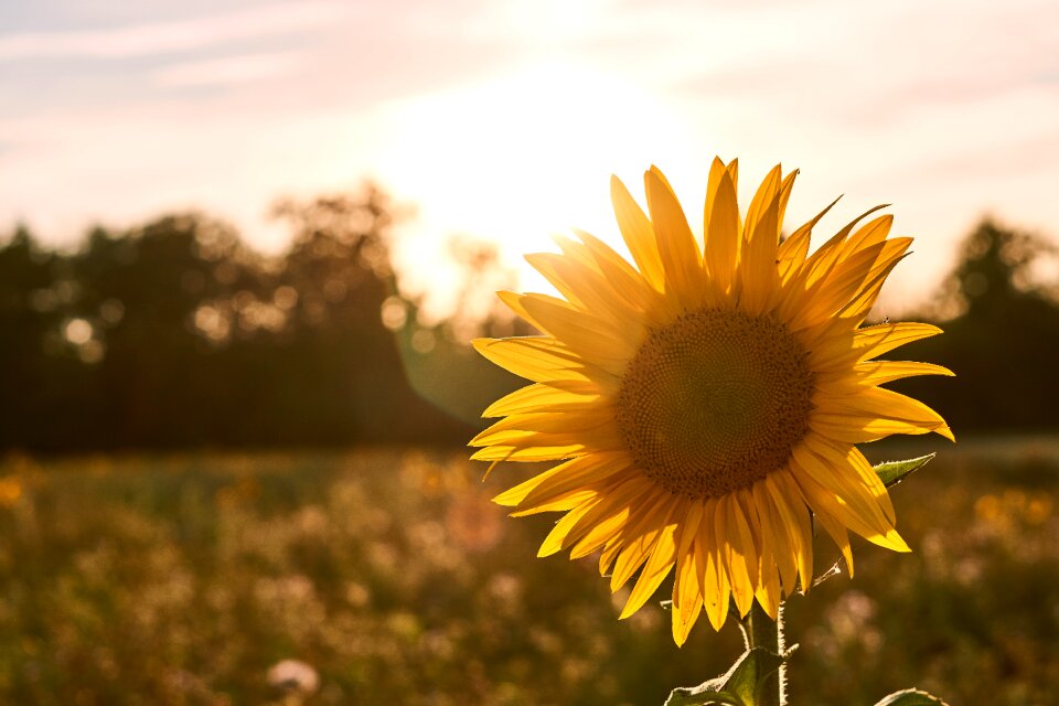 Bloom flower yellow