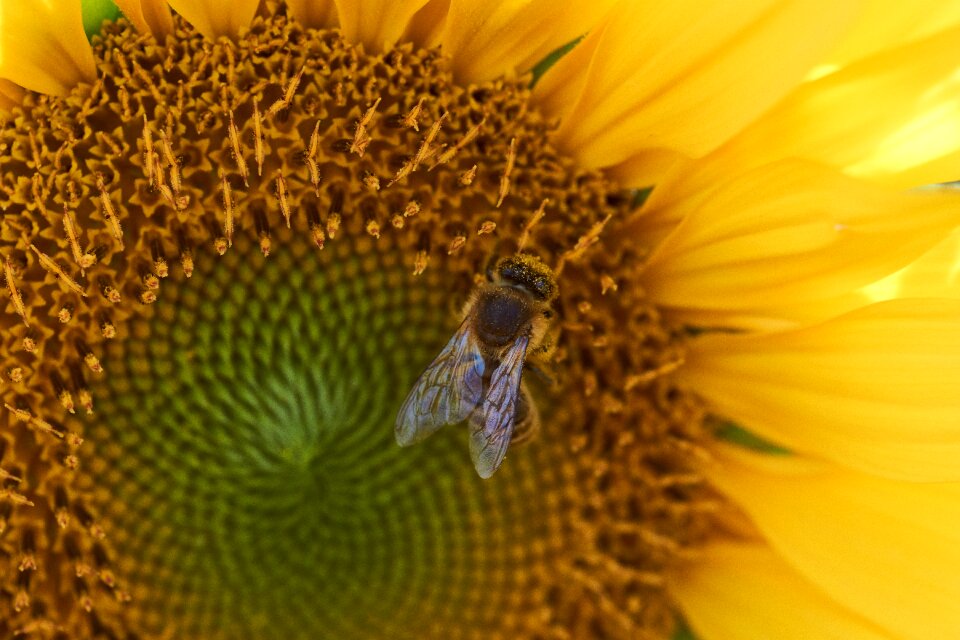 Blossom bloom pollination