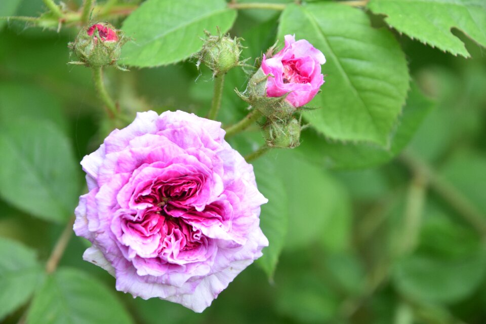 Pink rose rosebush petals