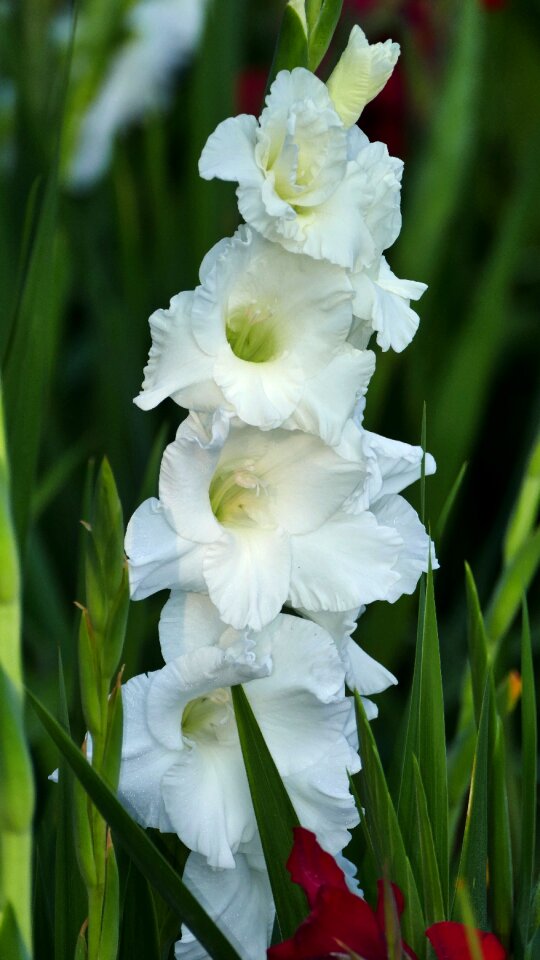 Gladiolus white leaves photo