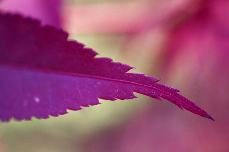 Plant garden foliage