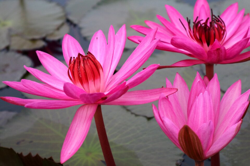 Lily pink pink rose