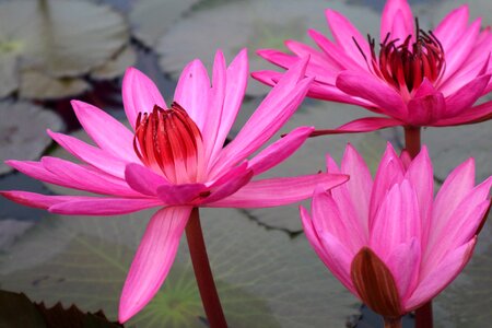 Lily pink pink rose