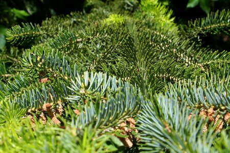 Fir nature branch