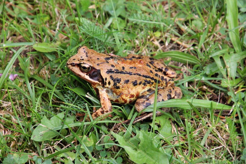 Nature amphibians common frog