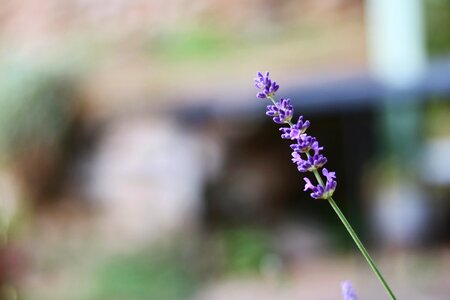 Purple garden summer photo
