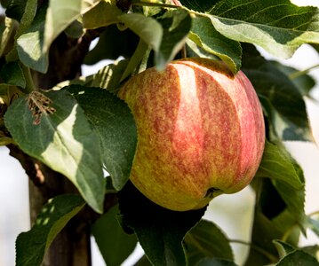 Kernobstgewaechs fruit tree tree