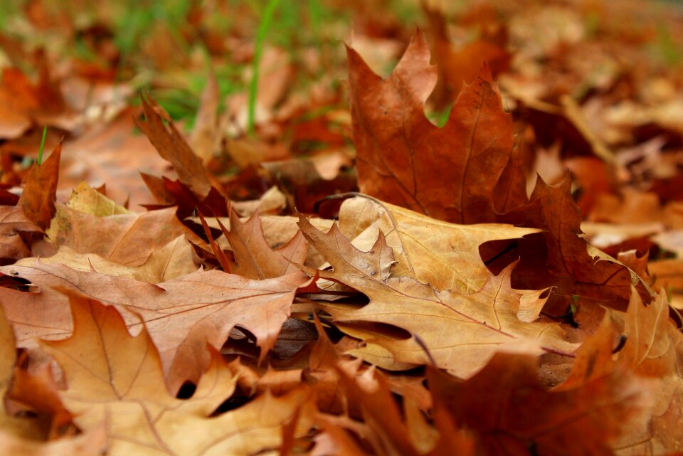 Dry leaves fall collapse
