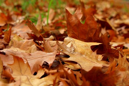 Dry leaves fall collapse