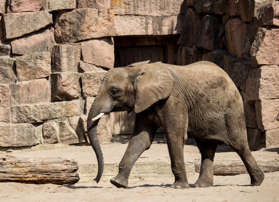 Animal nature africa