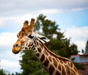 Animal world nature head