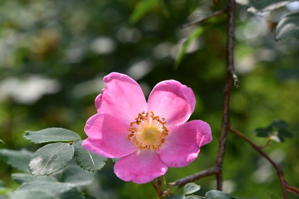 Pink rose rosebush petals