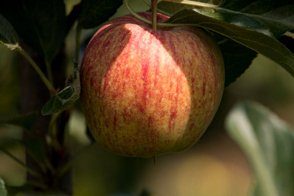 Kernobstgewaechs fruit tree tree