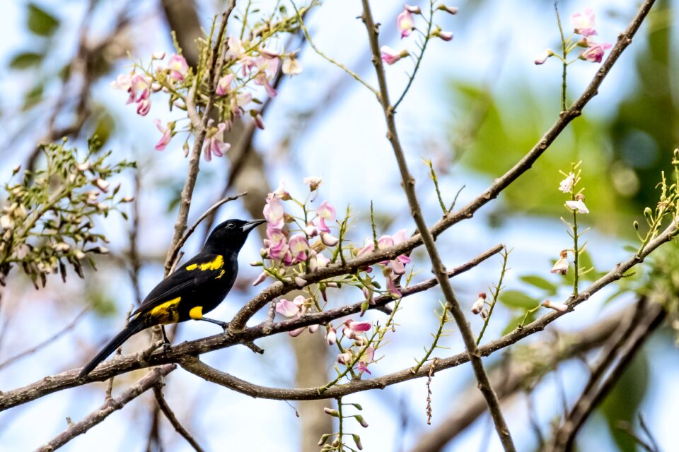 Yellow and black birding forest