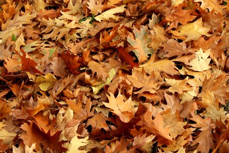 Nature collapse october