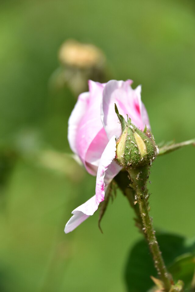 Pink rose rosebush petals