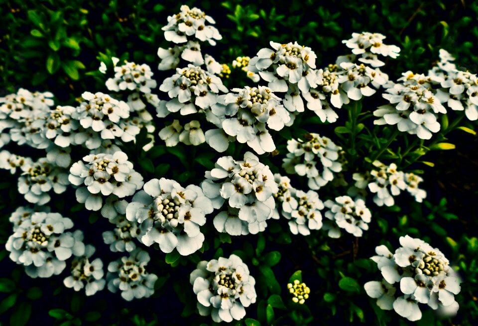 Flower plant always blooming grinding flower