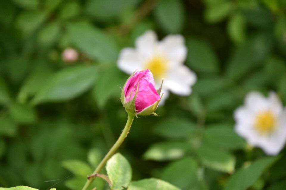 Pink rose rosebush petals