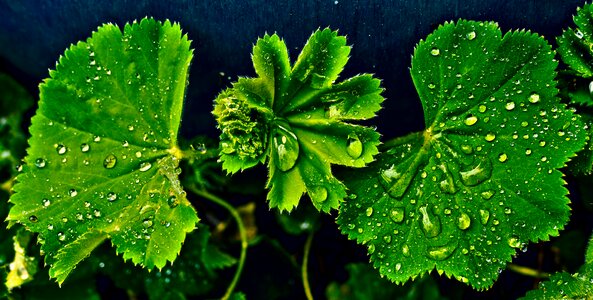Raindrop drop of water avens