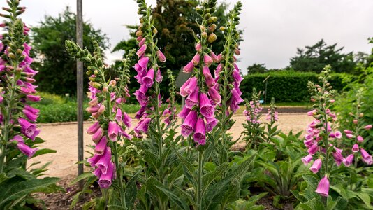 Bellflower plant nature