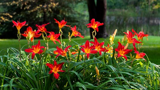 Daylily garden flowers photo