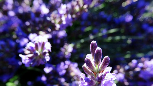 Purple plant light bokeh