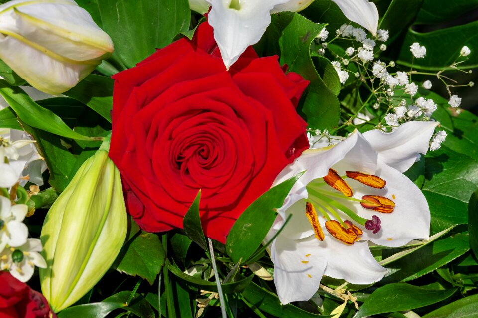 Lilies white blossomed