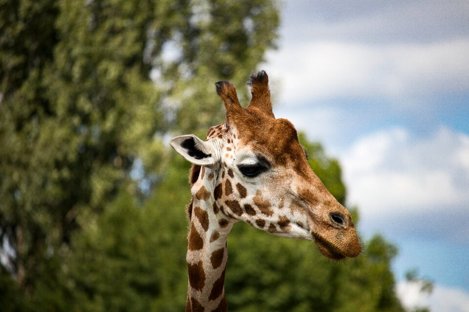 Animal world nature head