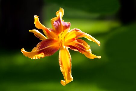 Yellow blossom orange