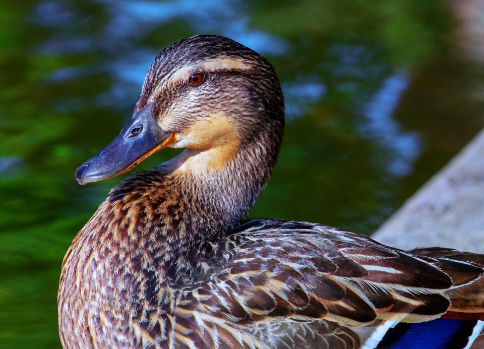 Mallard platypus water bird