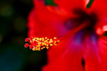 Flora pistil red photo