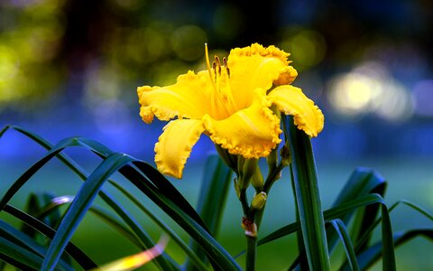 Hemerocallis yellow blossom