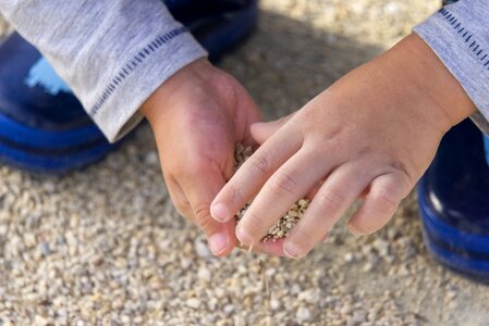 Sand pebble child's hand photo